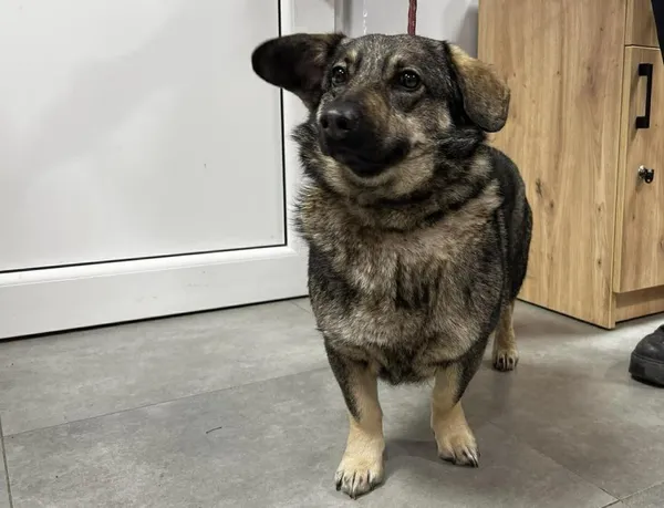 Znaleziono psa, Toruń, 13 lutego 2026