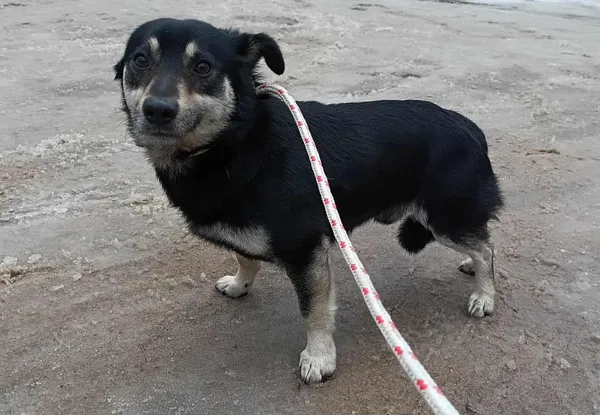 Znaleziono psa, Toruń, 11 lutego 2026