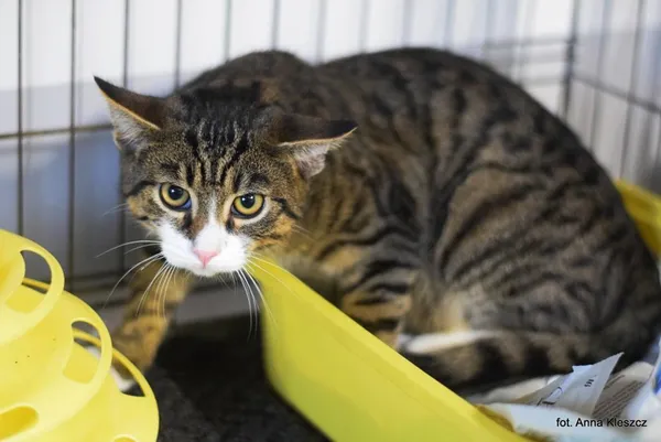 Znaleziono kota, Toruń, 18 września 2025