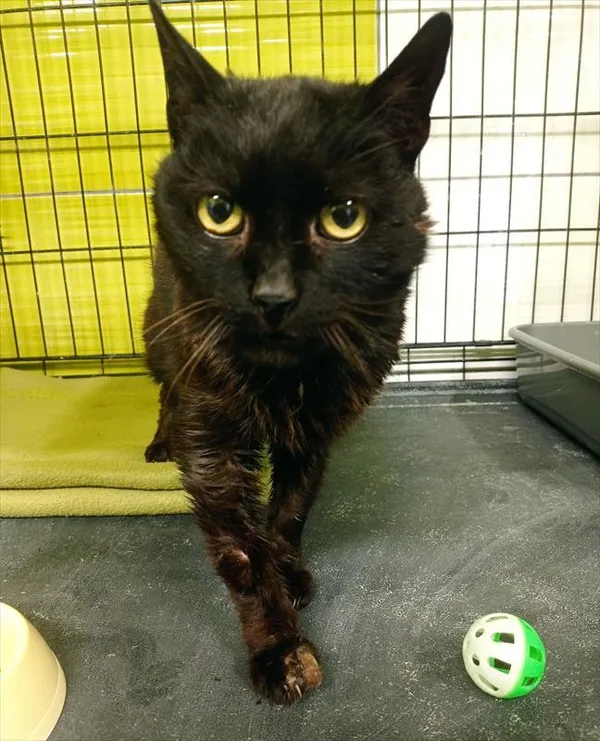 Znaleziono kota, Racibórz, 2 lutego 2026