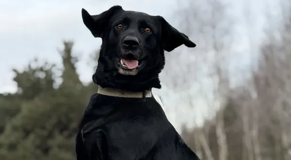 Pies do adopcji, Pieczyska, 14 lutego 2026 (1/5)