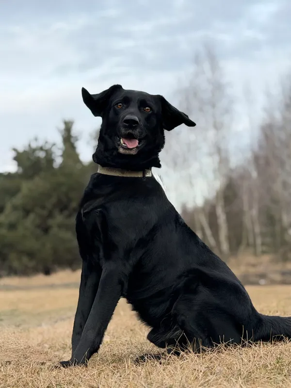 Pies do adopcji, Pieczyska, 14 lutego 2026 (2/5)