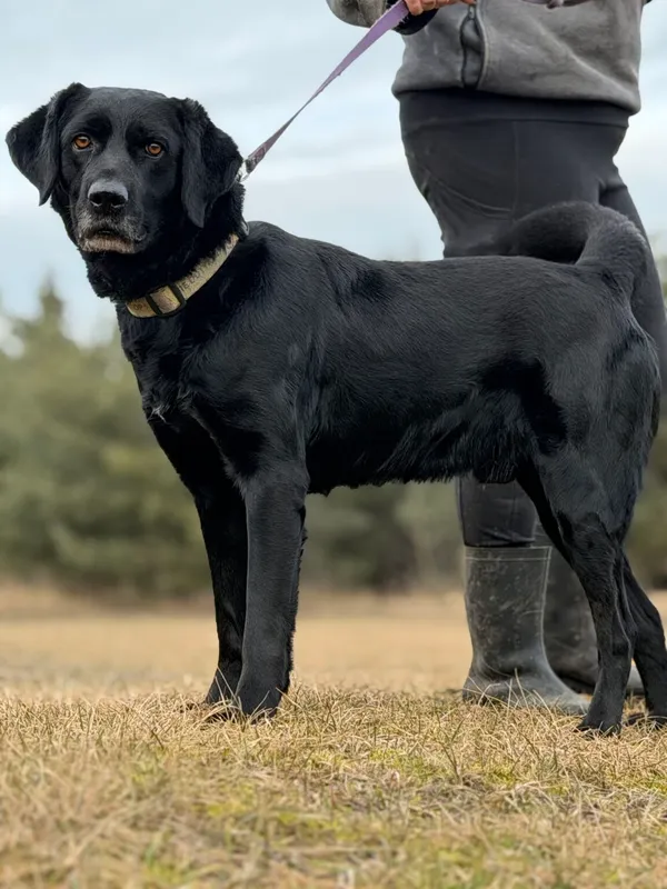 Pies do adopcji, Pieczyska, 14 lutego 2026 (3/5)