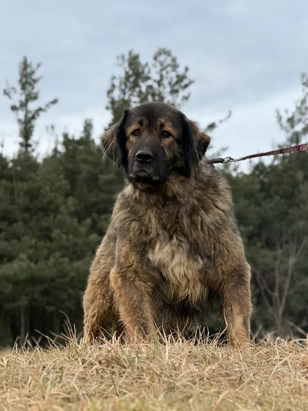 Pies do adopcji, Pieczyska, 14 lutego 2026 (2/5)