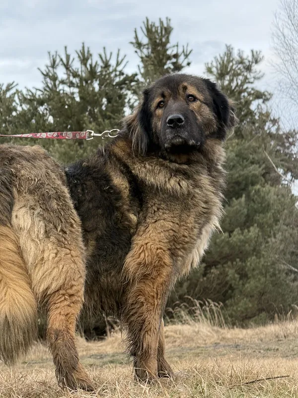 Pies do adopcji, Pieczyska, 14 lutego 2026 (5/5)