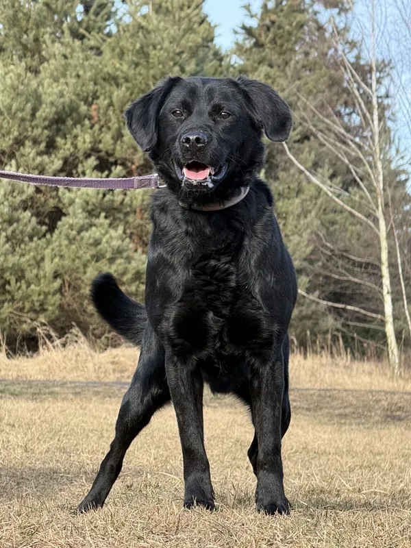 Pies do adopcji, Pieczyska, 13 lutego 2026 (3/5)