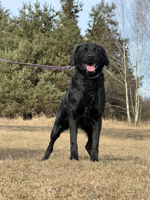 Pies do adopcji, Pieczyska, 13 lutego 2026 (4/5)