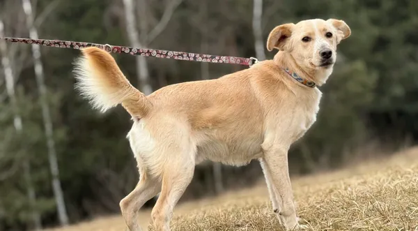 Pies do adopcji, Pieczyska, 13 lutego 2026 (1/5)