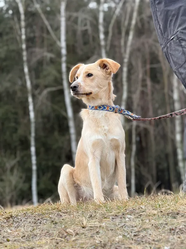 Pies do adopcji, Pieczyska, 13 lutego 2026 (2/5)