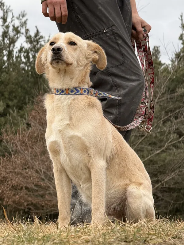 Pies do adopcji, Pieczyska, 13 lutego 2026 (4/5)