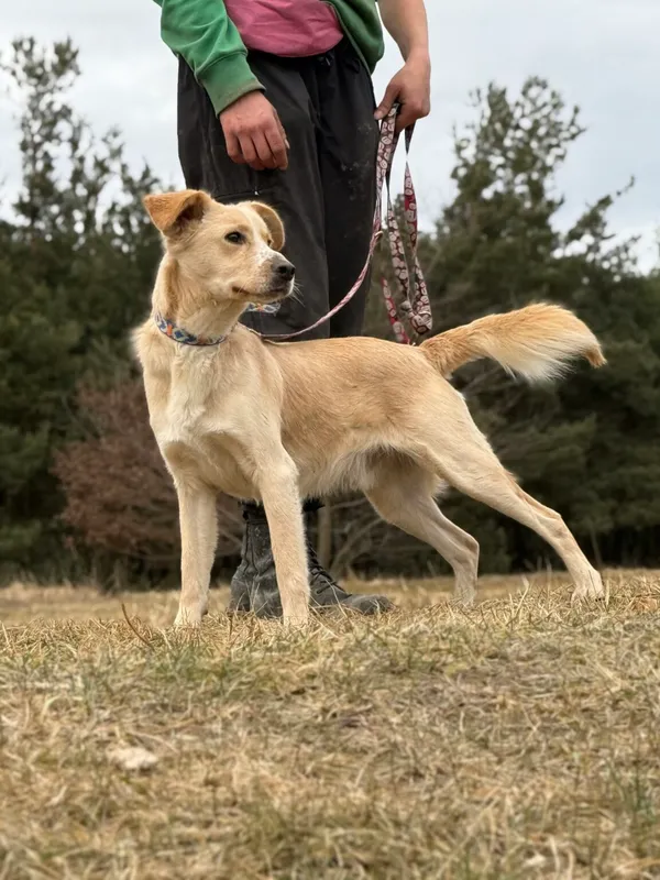 Pies do adopcji, Pieczyska, 13 lutego 2026 (5/5)