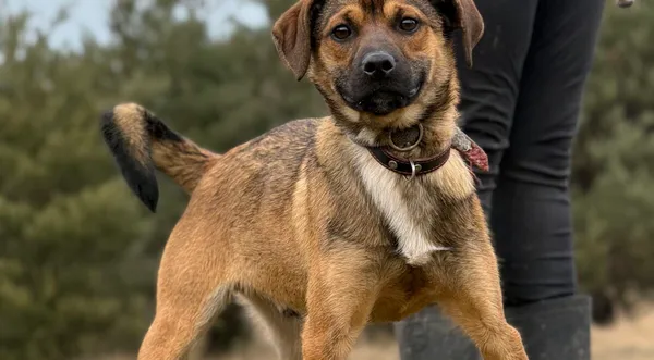 Pies do adopcji, Pieczyska, 13 lutego 2026 (1/5)