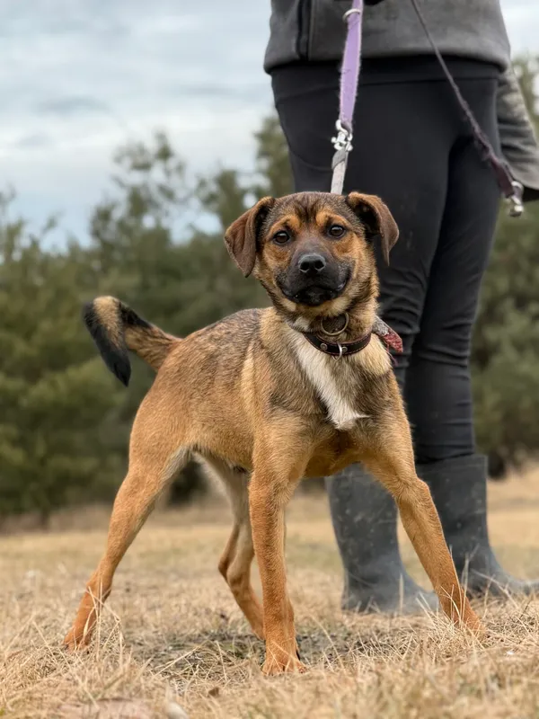 Pies do adopcji, Pieczyska, 13 lutego 2026 (2/5)