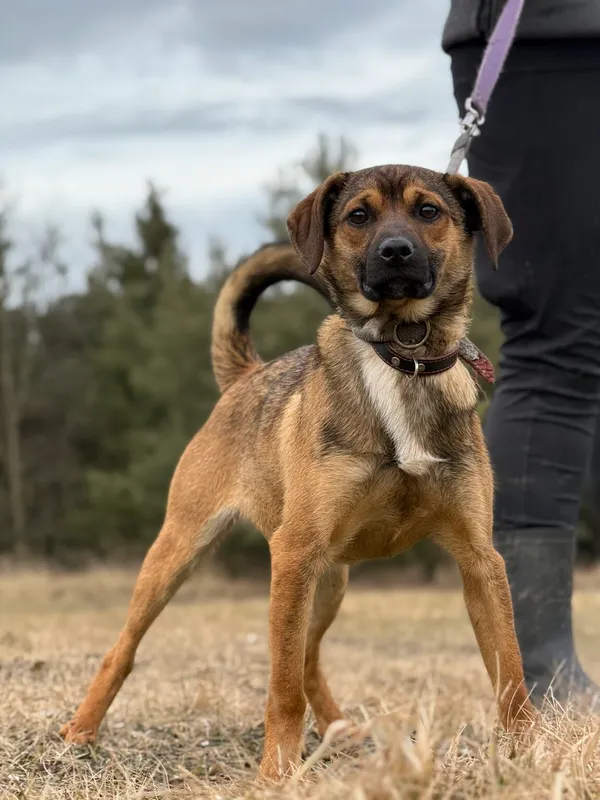 Pies do adopcji, Pieczyska, 13 lutego 2026 (3/5)