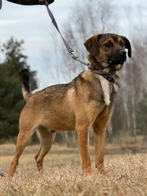 Pies do adopcji, Pieczyska, 13 lutego 2026 (4/5)