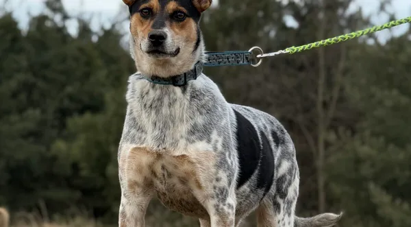 Pies do adopcji, Pieczyska, 13 lutego 2026 (1/5)