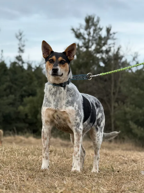 Pies do adopcji, Pieczyska, 13 lutego 2026 (2/5)