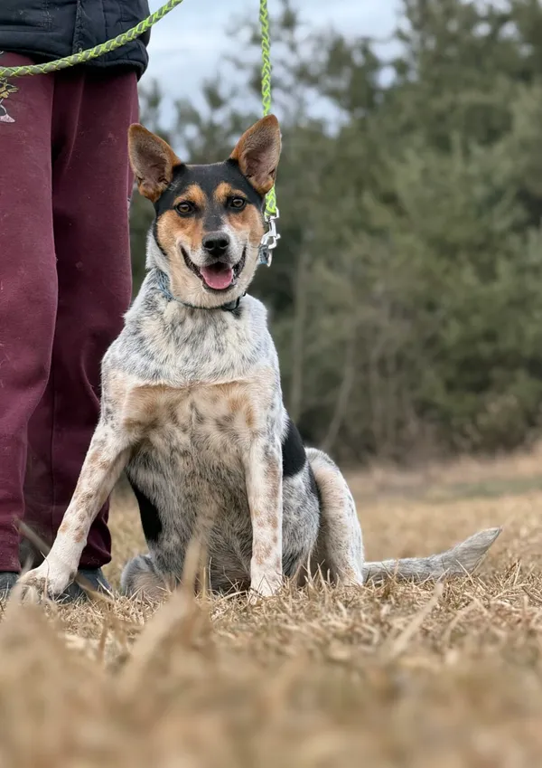 Pies do adopcji, Pieczyska, 13 lutego 2026 (3/5)
