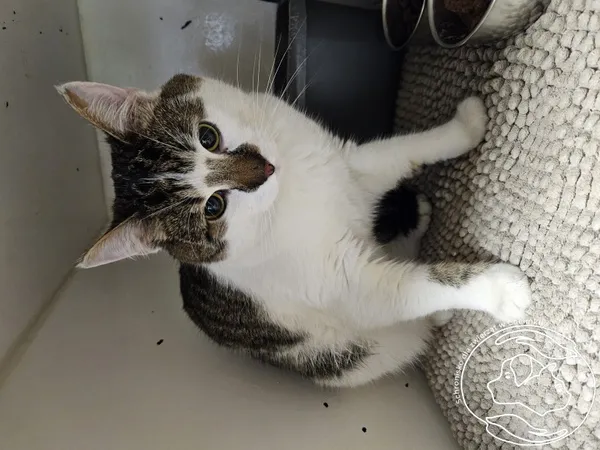 Znaleziono kota, Chełmek, 13 lutego 2026