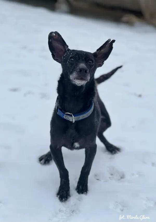 Pies do adopcji, Bydgoszcz, 14 lutego 2026 (4/5)