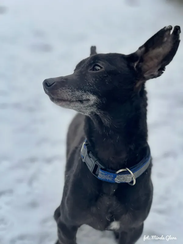 Pies do adopcji, Bydgoszcz, 14 lutego 2026 (5/5)