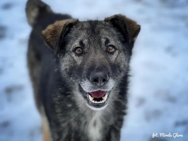 Pies do adopcji, Bydgoszcz, 14 lutego 2026 (1/5)