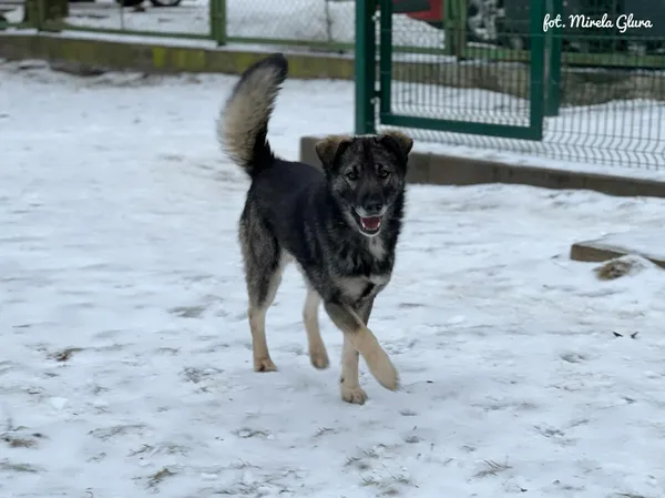 Pies do adopcji, Bydgoszcz, 14 lutego 2026 (3/5)