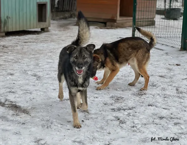 Pies do adopcji, Bydgoszcz, 14 lutego 2026 (2/5)