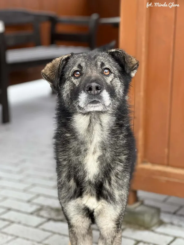 Pies do adopcji, Bydgoszcz, 14 lutego 2026 (5/5)
