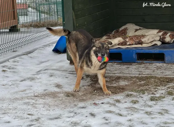 Pies do adopcji, Bydgoszcz, 14 lutego 2026 (1/5)