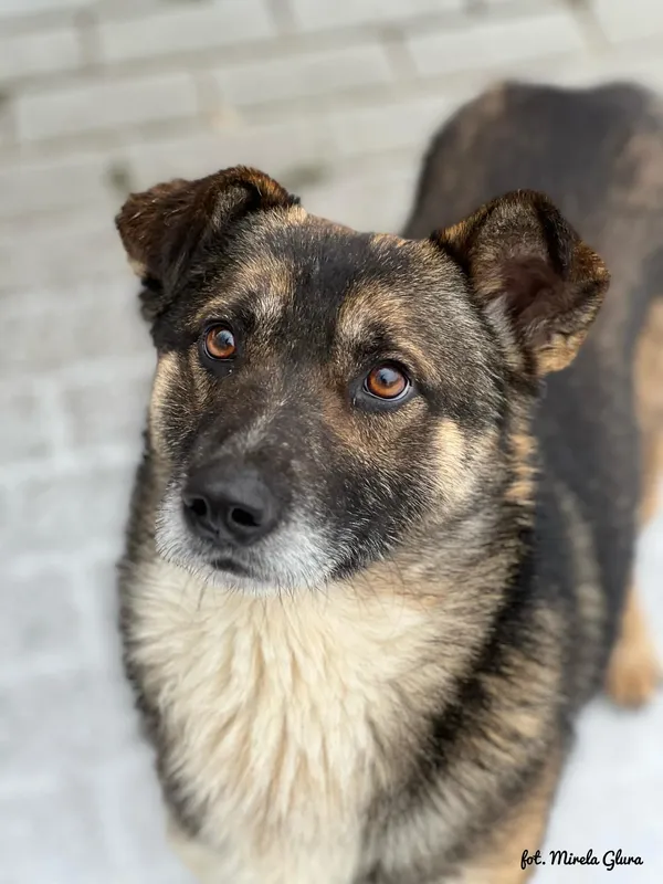 Pies do adopcji, Bydgoszcz, 14 lutego 2026 (4/5)