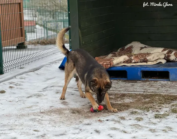 Pies do adopcji, Bydgoszcz, 14 lutego 2026 (2/5)