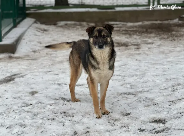 Pies do adopcji, Bydgoszcz, 14 lutego 2026 (3/5)