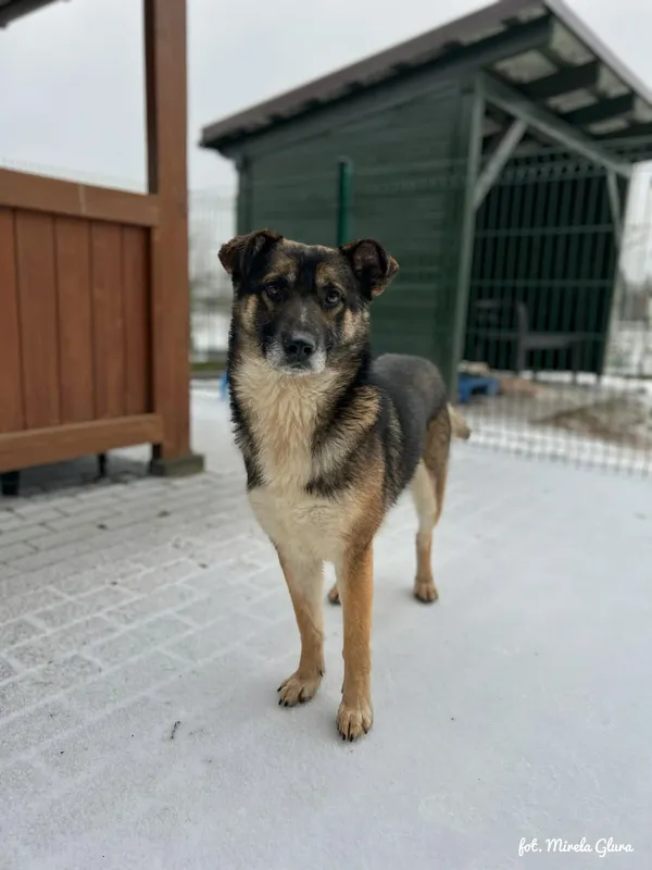 Pies do adopcji, Bydgoszcz, 14 lutego 2026 (5/5)