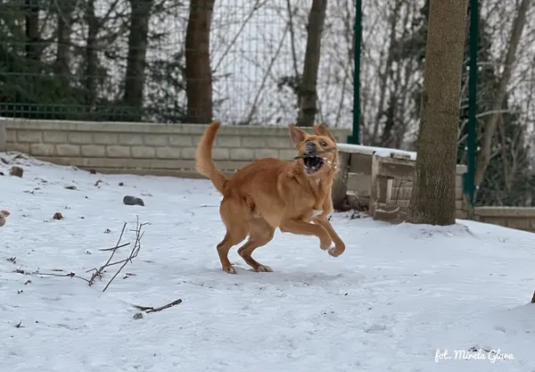 Pies do adopcji, Bydgoszcz, 14 lutego 2026 (1/5)