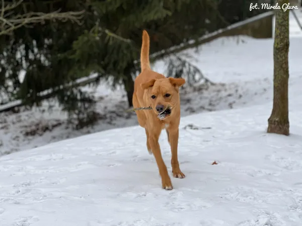 Pies do adopcji, Bydgoszcz, 14 lutego 2026 (2/5)