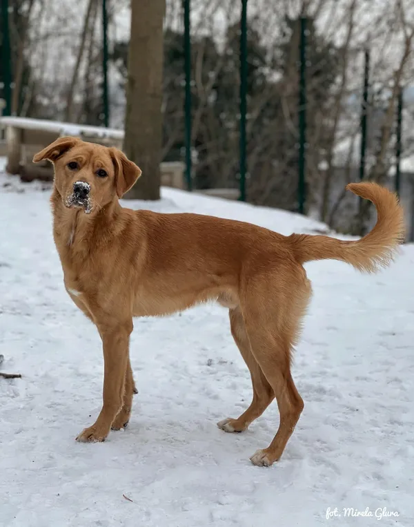 Pies do adopcji, Bydgoszcz, 14 lutego 2026 (3/5)