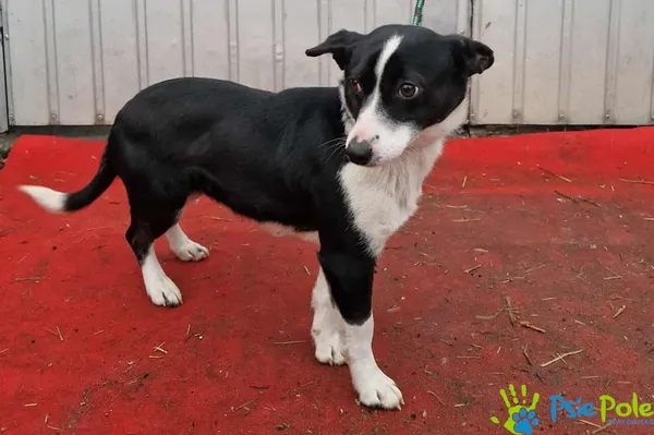 Pies do adopcji, Racławice, 10 lutego 2026 (1/2)