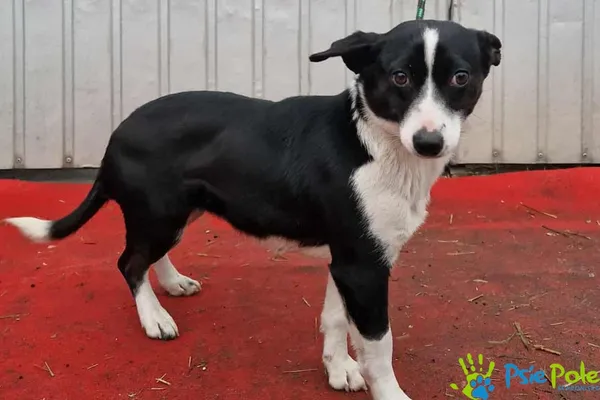 Pies do adopcji, Racławice, 10 lutego 2026 (2/2)