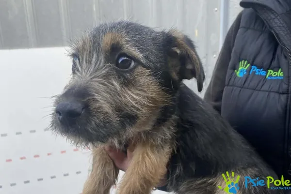 Pies do adopcji, Racławice, 12 lutego 2026 (2/3)