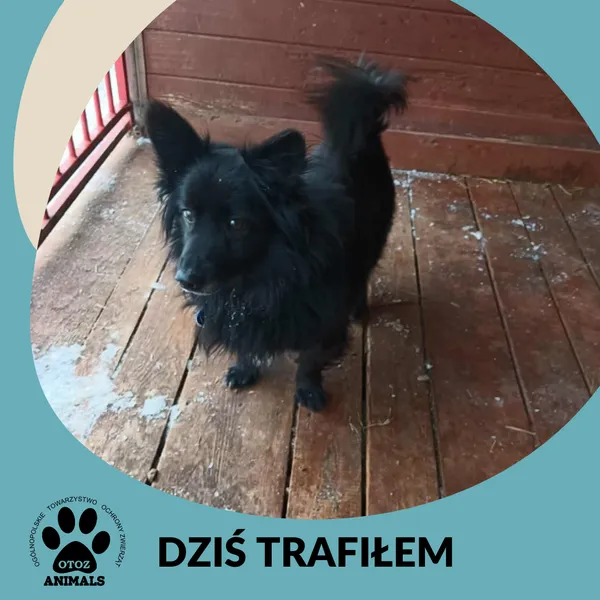 Znaleziono psa, Dąbrówka, 14 lutego 2026