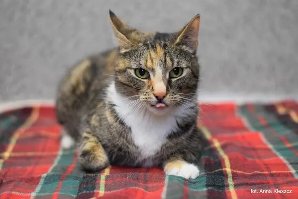 Znaleziono kota, Toruń, 10 stycznia 2026