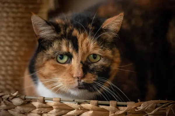 Znaleziono kota, Toruń, 24 maja 2025