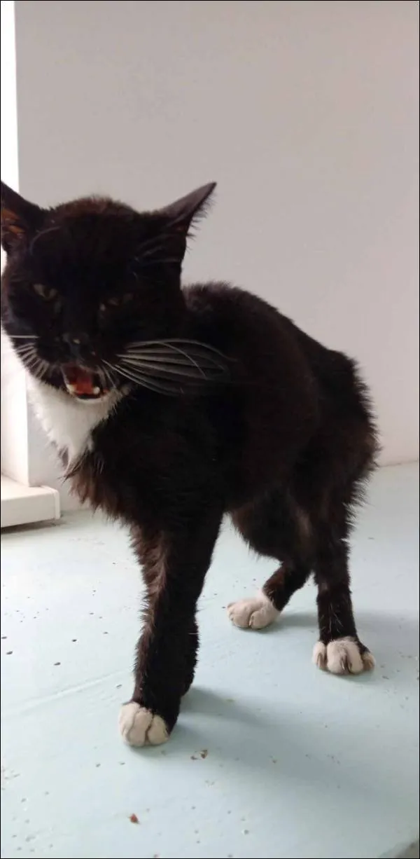 Znaleziono kota, Grudziądz, 14 lutego 2026