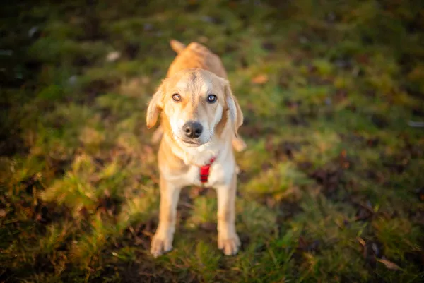 Oddam psa, Warszawa, Górce, 15 lutego 2026 (3/6)