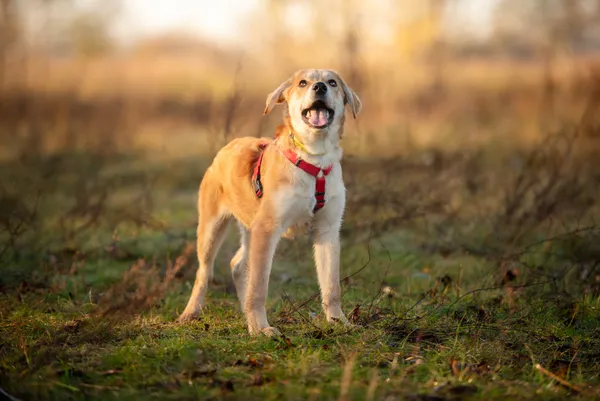 Oddam psa, Warszawa, Górce, 15 lutego 2026 (5/6)