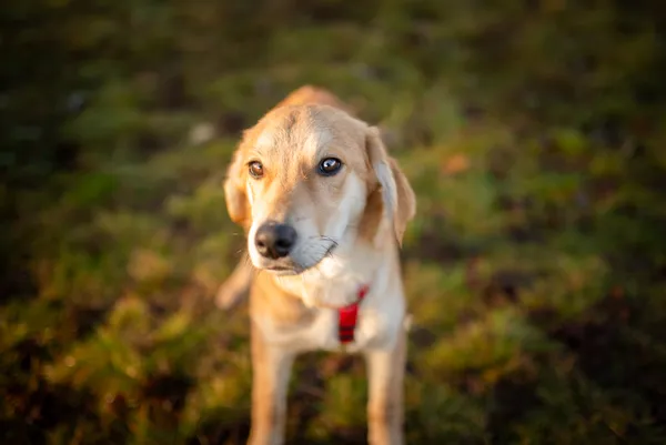 Oddam psa, Warszawa, Górce, 15 lutego 2026 (6/6)