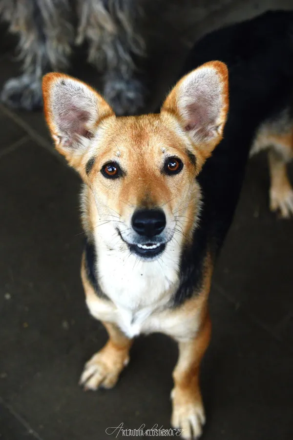 Oddam psa, Janki, 15 lutego 2026 (1/5)