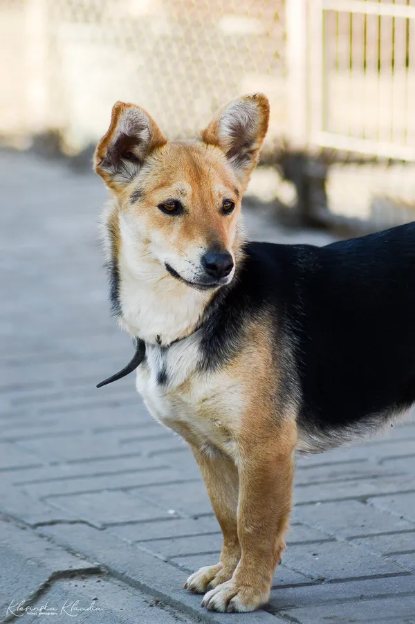 Oddam psa, Janki, 15 lutego 2026 (2/5)