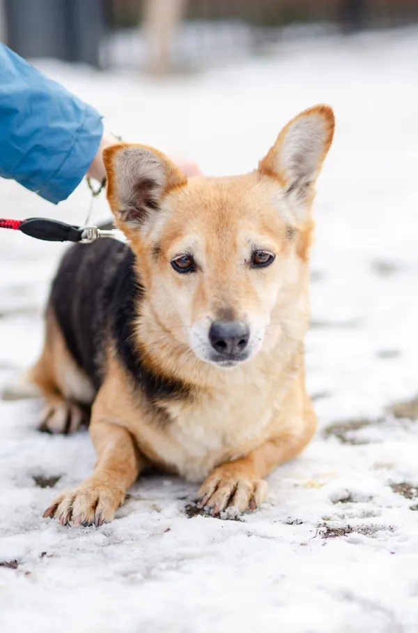 Oddam psa, Janki, 15 lutego 2026 (3/5)